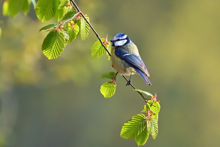 blue-tit-7965696_1280